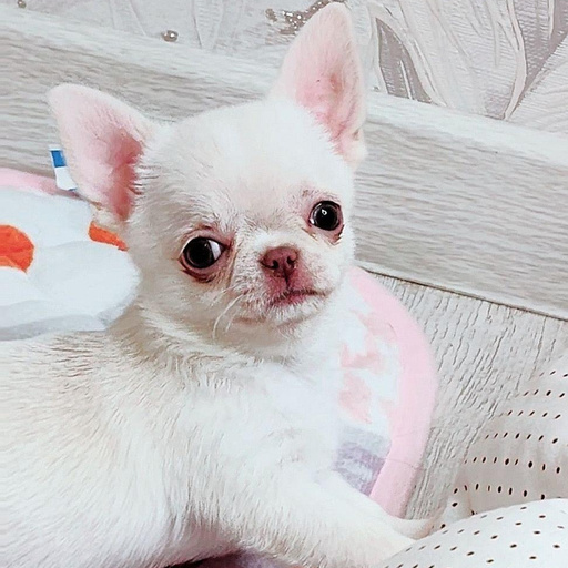 Изображение питомца