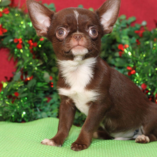 Изображение питомца