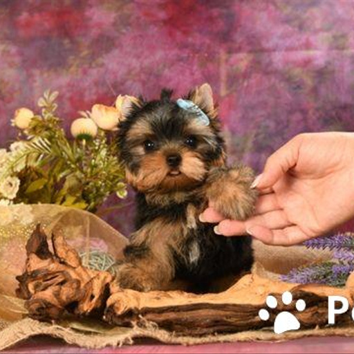 Изображение питомца