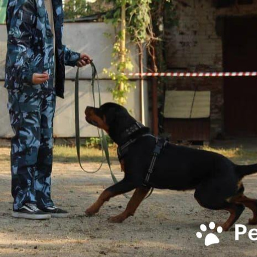 Изображение питомца