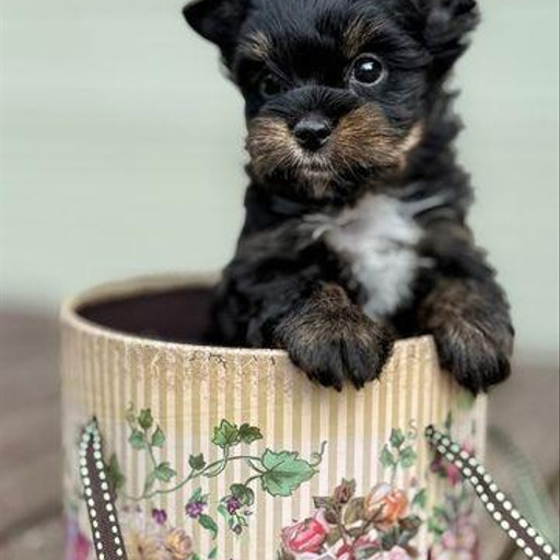 Изображение питомца