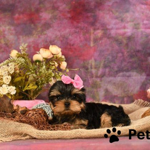 Изображение питомца