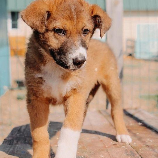 Изображение питомца