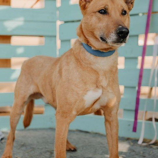 Изображение питомца