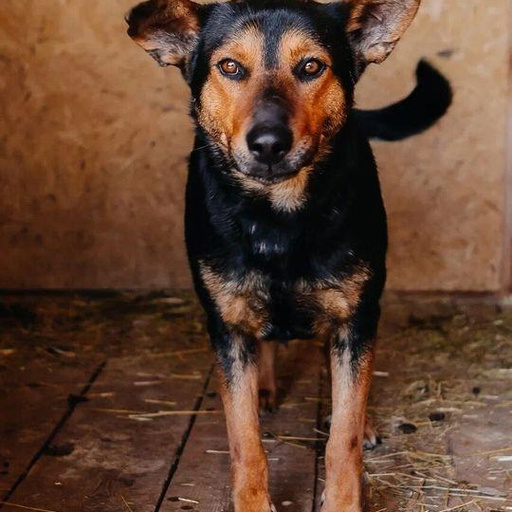 Изображение питомца