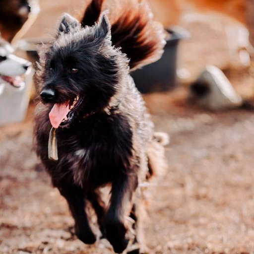 Изображение питомца