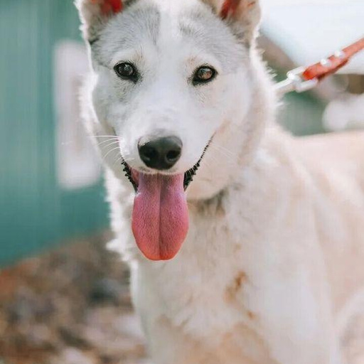 Изображение питомца