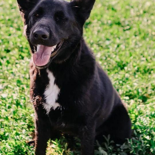 Изображение питомца