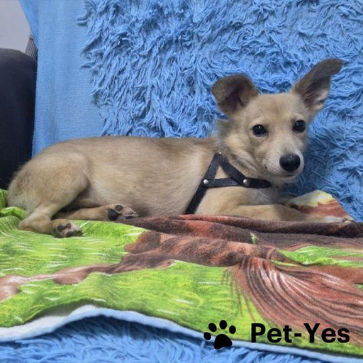 Изображение питомца