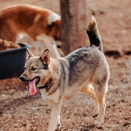 Изображение питомца