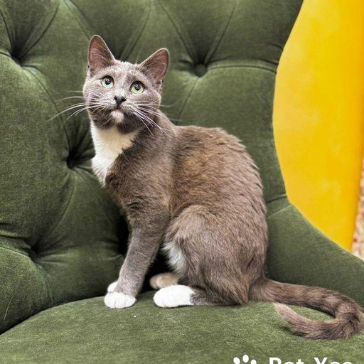 Изображение питомца