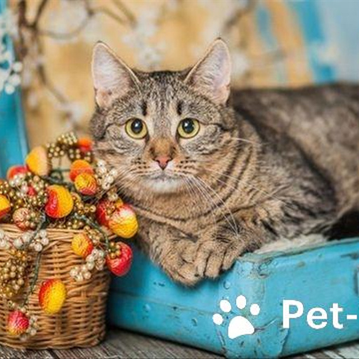 Изображение питомца