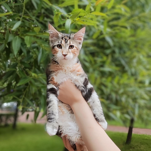 Изображение питомца