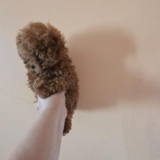 Изображение питомца