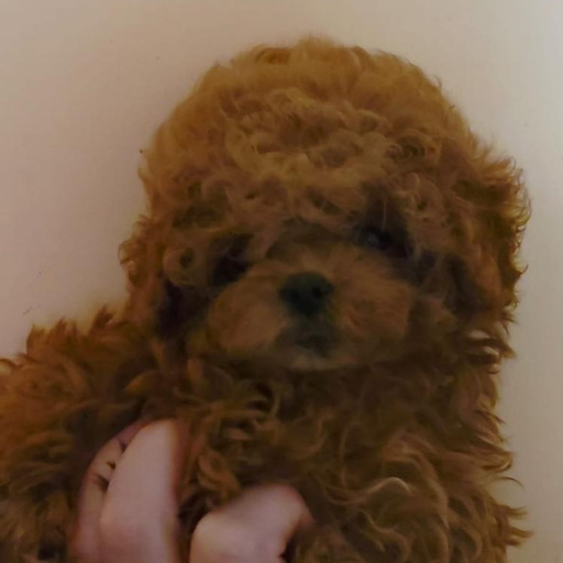 Изображение питомца