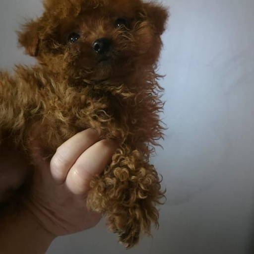 Изображение питомца