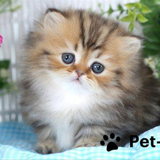 Изображение питомца