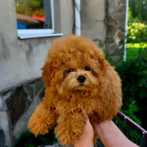 Изображение питомца