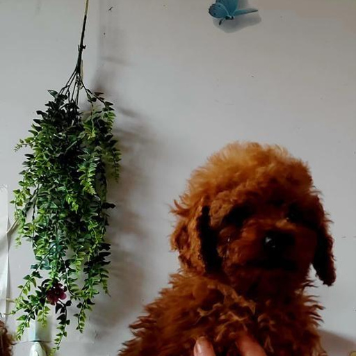 Изображение питомца