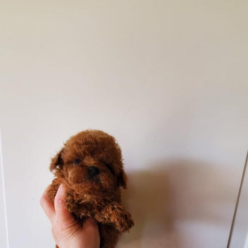 Изображение питомца