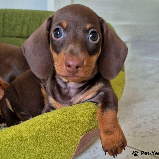 Изображение питомца