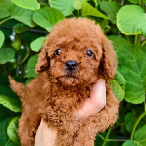 Изображение питомца