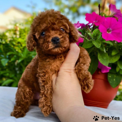 Изображение питомца