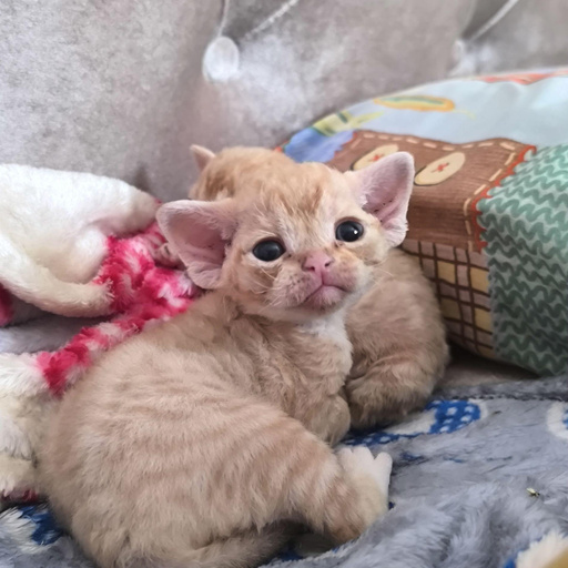 Изображение питомца