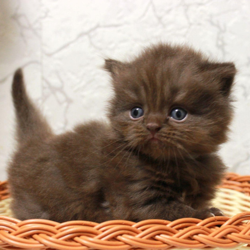 Изображение питомца