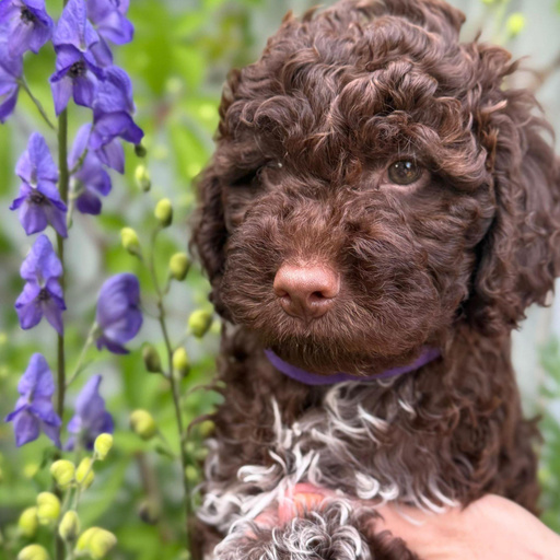 Изображение питомца