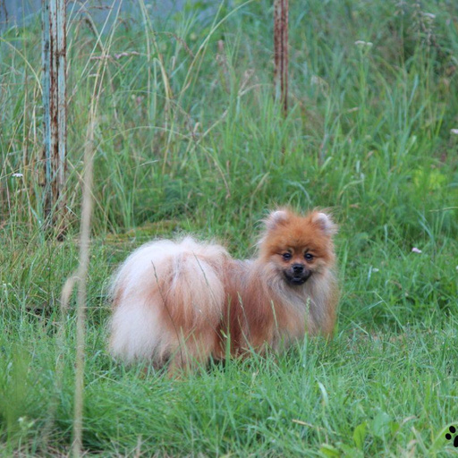 Изображение питомца