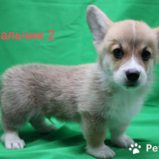 Изображение питомца