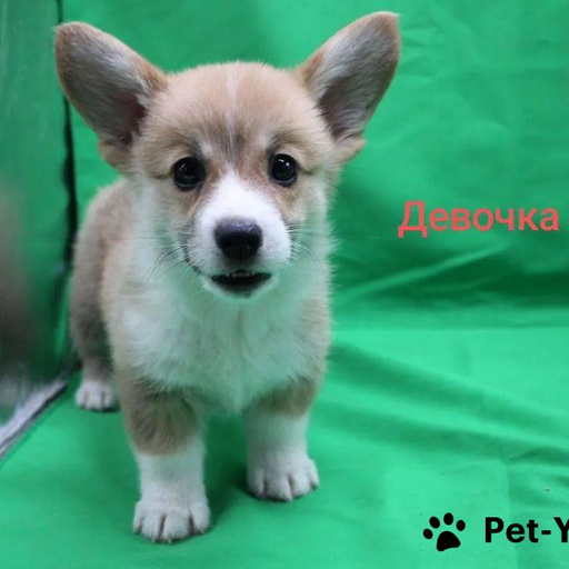 Изображение питомца