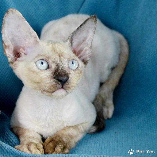 Изображение питомца