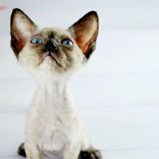 Изображение питомца