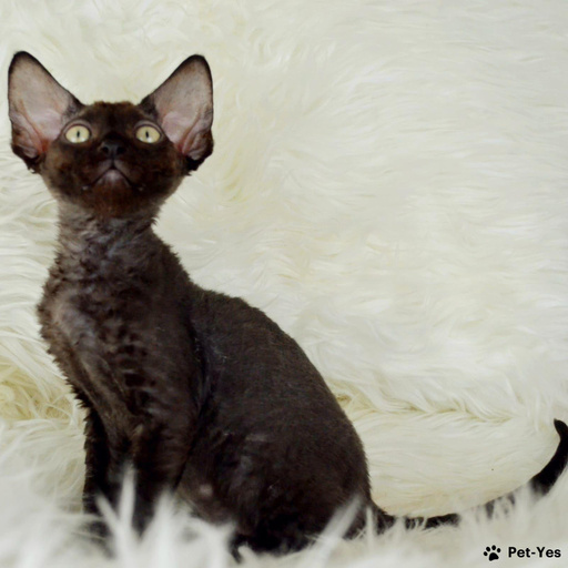 Изображение питомца