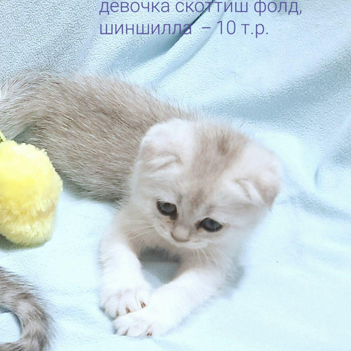 Изображение питомца