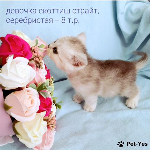 Изображение питомца
