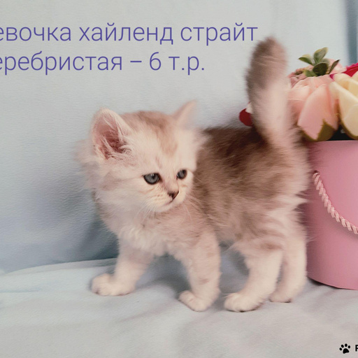 Изображение питомца