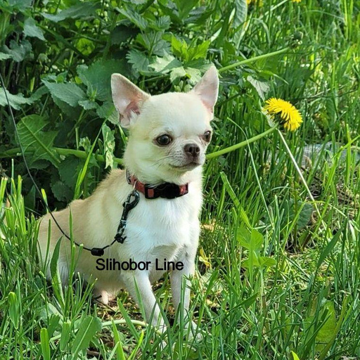 Изображение питомца