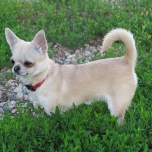 Изображение питомца