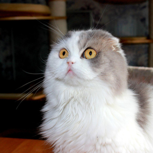 Изображение питомца