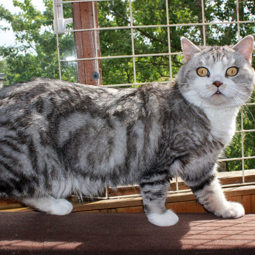 Изображение питомца