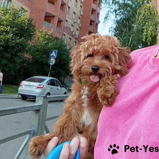 Изображение питомца