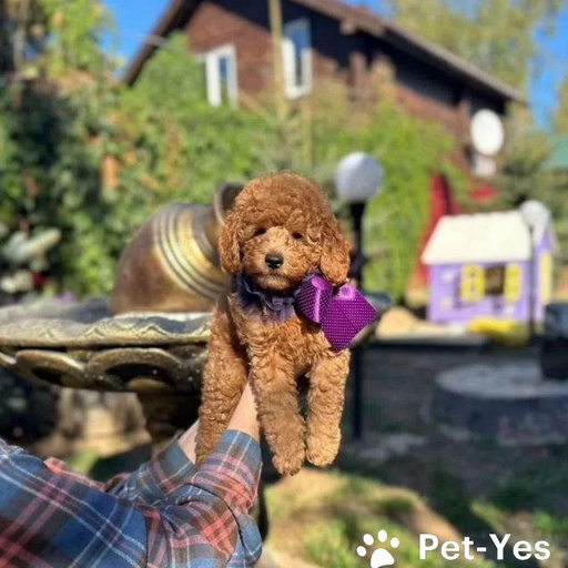 Изображение питомца