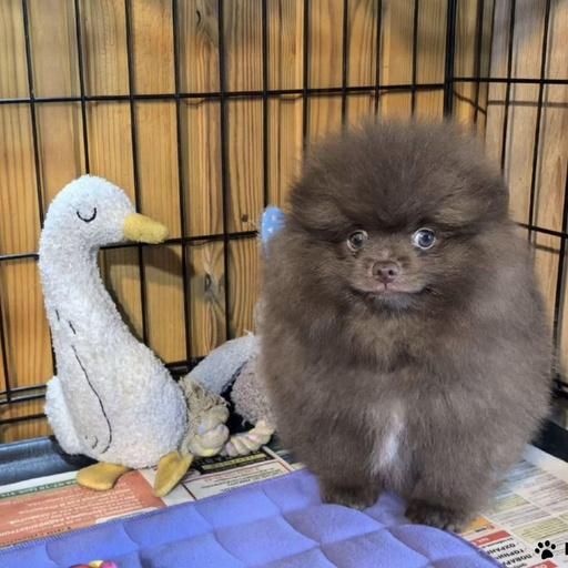 Изображение питомца