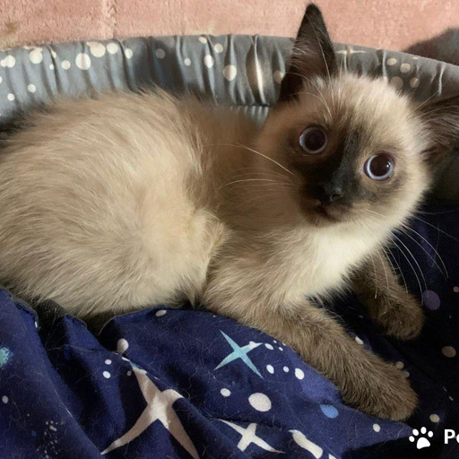 Изображение питомца