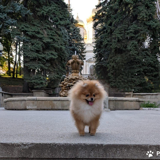 Изображение питомца