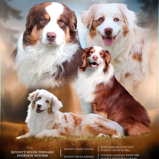 Изображение питомца