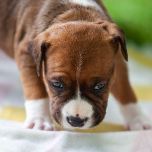 Изображение питомца